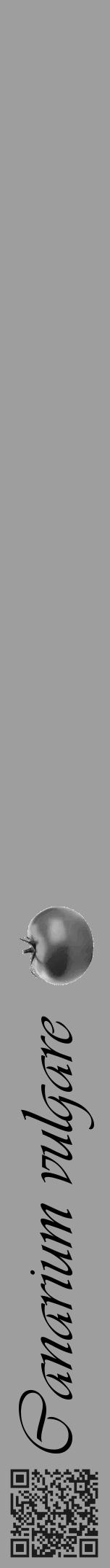 Étiquette de : Canarium vulgare - format a - style noire42viv avec qrcode et comestibilité simplifiée - position verticale