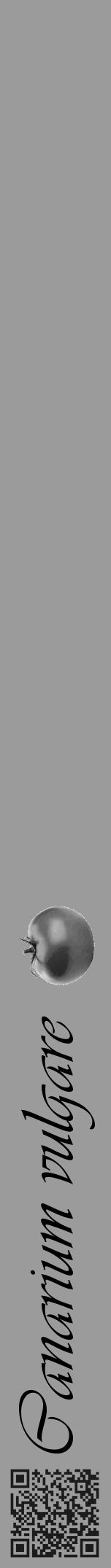 Étiquette de : Canarium vulgare - format a - style noire52viv avec qrcode et comestibilité simplifiée - position verticale