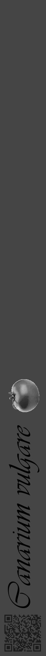 Étiquette de : Canarium vulgare - format a - style noire58viv avec qrcode et comestibilité simplifiée - position verticale