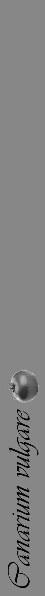 Étiquette de : Canarium vulgare - format a - style noire12basiqueviv avec comestibilité simplifiée - position verticale