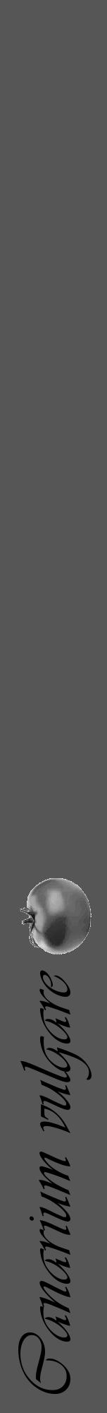 Étiquette de : Canarium vulgare - format a - style noire45viv avec comestibilité simplifiée - position verticale