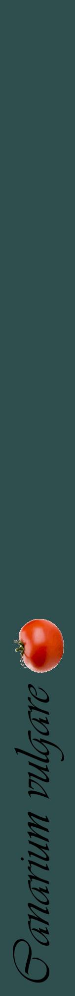 Étiquette de : Canarium vulgare - format a - style noire58viv avec comestibilité simplifiée