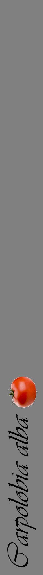 Étiquette de : Carpolobia alba - format a - style noire57viv avec comestibilité simplifiée