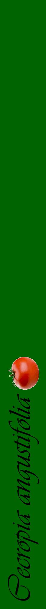 Étiquette de : Cecropia angustifolia - format a - style noire8viv avec comestibilité simplifiée