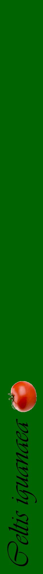Étiquette de : Celtis iguanaea - format a - style noire8viv avec comestibilité simplifiée