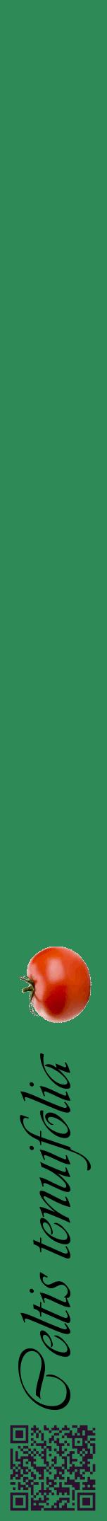 Étiquette de : Celtis tenuifolia - format a - style noire11viv avec qrcode et comestibilité simplifiée
