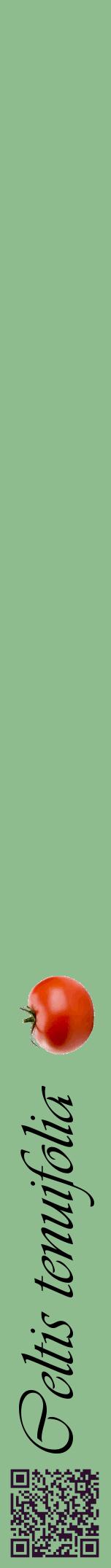 Étiquette de : Celtis tenuifolia - format a - style noire13viv avec qrcode et comestibilité simplifiée