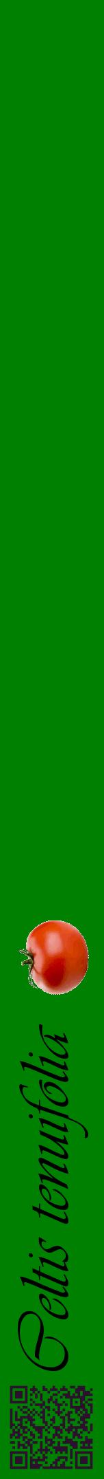 Étiquette de : Celtis tenuifolia - format a - style noire9viv avec qrcode et comestibilité simplifiée