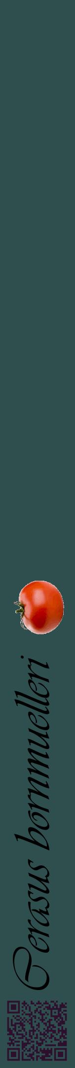 Étiquette de : Cerasus bornmuelleri - format a - style noire58viv avec qrcode et comestibilité simplifiée