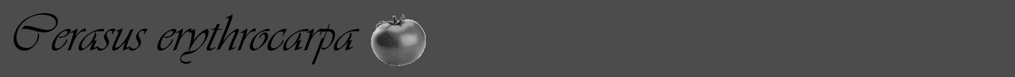 Étiquette de : Cerasus erythrocarpa - format a - style noire27viv avec comestibilité simplifiée