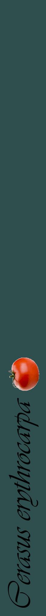 Étiquette de : Cerasus erythrocarpa - format a - style noire58viv avec comestibilité simplifiée