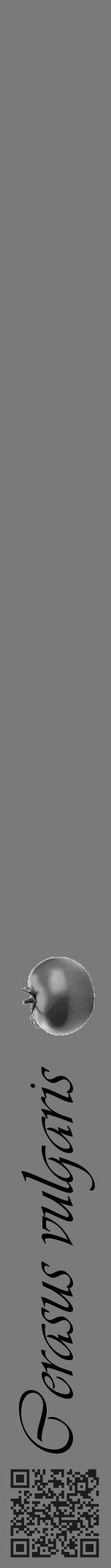 Étiquette de : Cerasus vulgaris - format a - style noire3viv avec qrcode et comestibilité simplifiée - position verticale