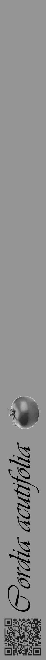 Étiquette de : Cordia acutifolia - format a - style noire16viv avec qrcode et comestibilité simplifiée - position verticale