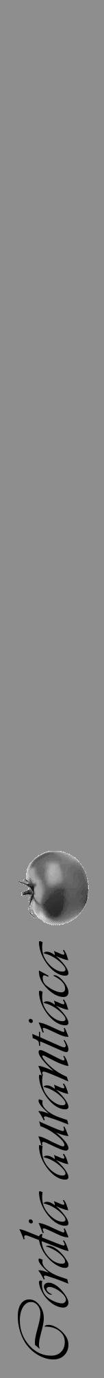 Étiquette de : Cordia aurantiaca - format a - style noire25viv avec comestibilité simplifiée - position verticale