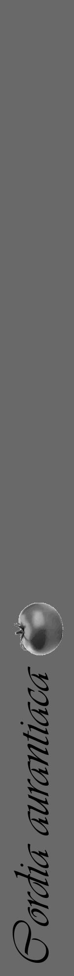 Étiquette de : Cordia aurantiaca - format a - style noire51viv avec comestibilité simplifiée - position verticale