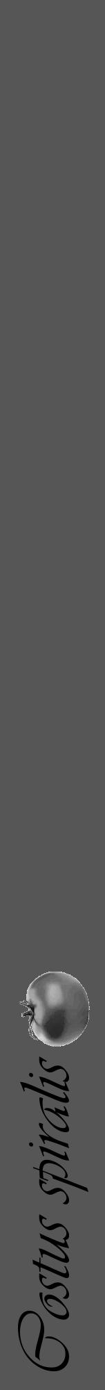 Étiquette de : Costus spiralis - format a - style noire45viv avec comestibilité simplifiée - position verticale