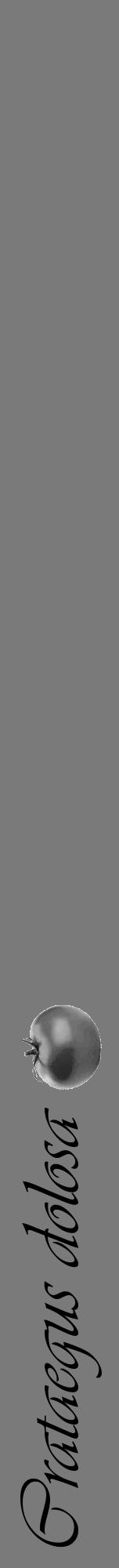 Étiquette de : Crataegus dolosa - format a - style noire3viv avec comestibilité simplifiée - position verticale