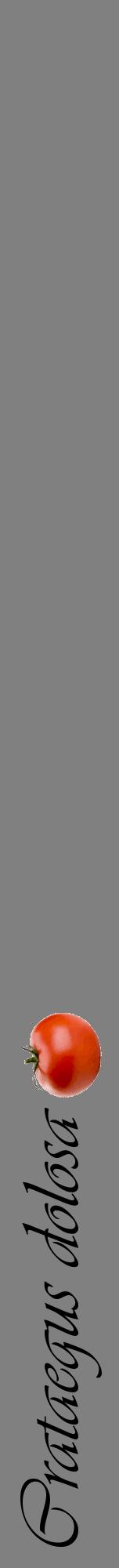 Étiquette de : Crataegus dolosa - format a - style noire57viv avec comestibilité simplifiée