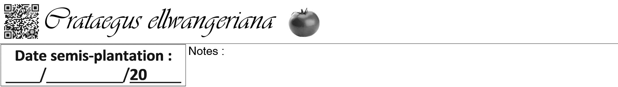 Étiquette de : Crataegus ellwangeriana - format a - style noire60viv avec qrcode et comestibilité simplifiée