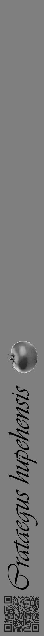 Étiquette de : Crataegus hupehensis - format a - style noire31viv avec qrcode et comestibilité simplifiée - position verticale