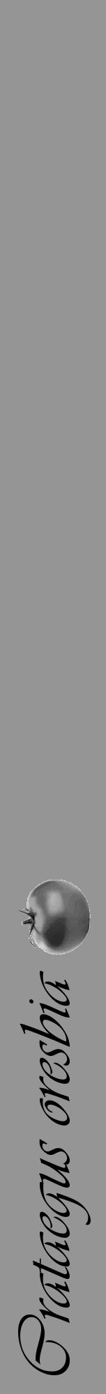 Étiquette de : Crataegus oresbia - format a - style noire16viv avec comestibilité simplifiée - position verticale