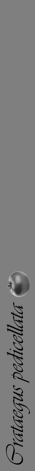 Étiquette de : Crataegus pedicellata - format a - style noire31viv avec comestibilité simplifiée - position verticale