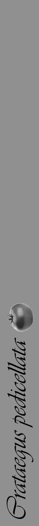 Étiquette de : Crataegus pedicellata - format a - style noire4viv avec comestibilité simplifiée - position verticale
