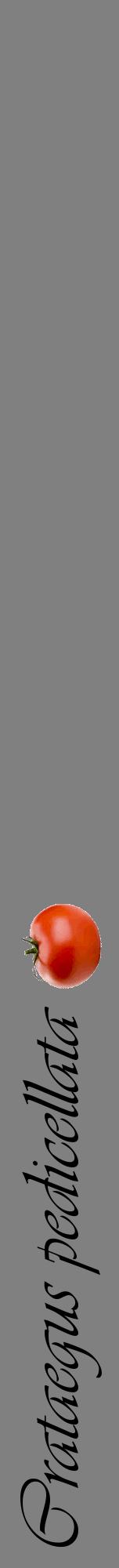 Étiquette de : Crataegus pedicellata - format a - style noire57viv avec comestibilité simplifiée