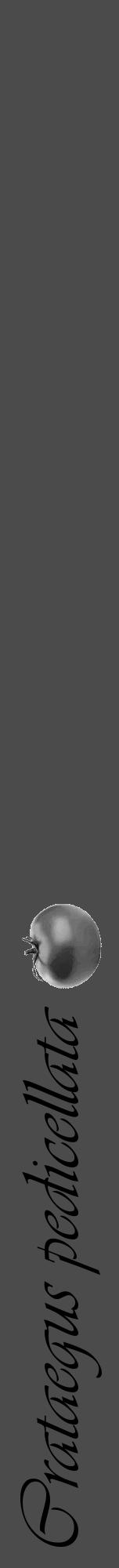 Étiquette de : Crataegus pedicellata - format a - style noire9viv avec comestibilité simplifiée - position verticale