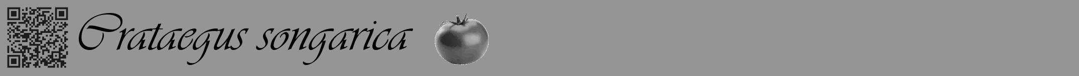 Étiquette de : Crataegus songarica - format a - style noire16basiqueviv avec qrcode et comestibilité simplifiée