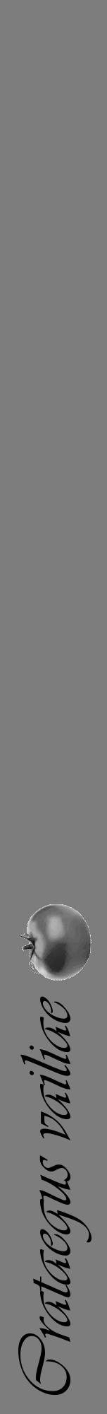 Étiquette de : Crataegus vailiae - format a - style noire35viv avec comestibilité simplifiée - position verticale