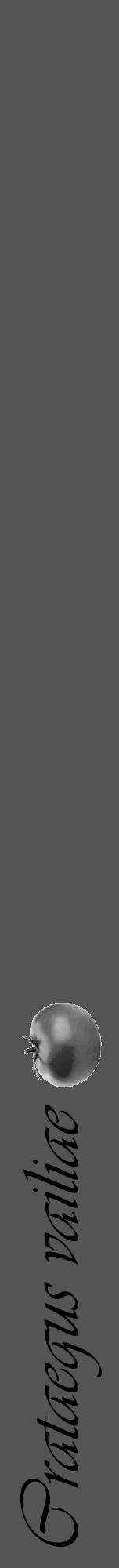 Étiquette de : Crataegus vailiae - format a - style noire36viv avec comestibilité simplifiée - position verticale