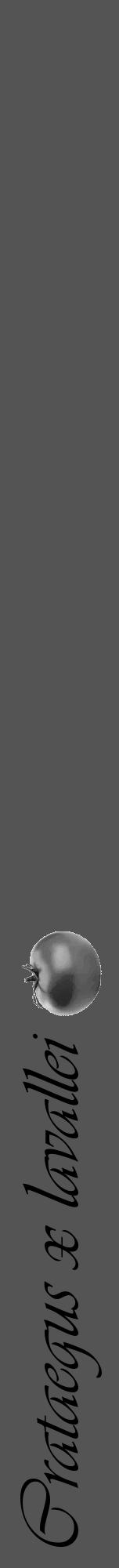 Étiquette de : Crataegus x lavallei - format a - style noire36viv avec comestibilité simplifiée - position verticale
