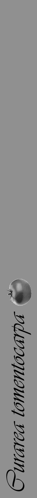 Étiquette de : Curarea tomentocarpa - format a - style noire4viv avec comestibilité simplifiée - position verticale