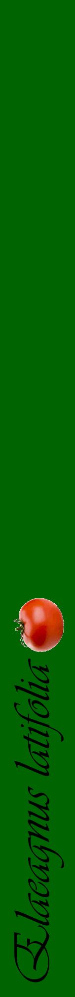 Étiquette de : Elaeagnus latifolia - format a - style noire8viv avec comestibilité simplifiée