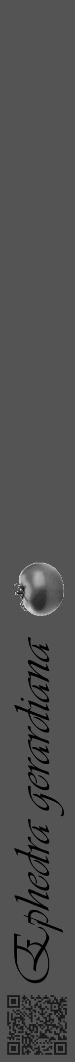 Étiquette de : Ephedra gerardiana - format a - style noire30viv avec qrcode et comestibilité simplifiée - position verticale