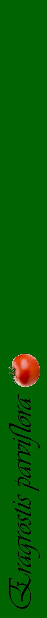 Étiquette de : Eragrostis parviflora - format a - style noire8viv avec comestibilité simplifiée