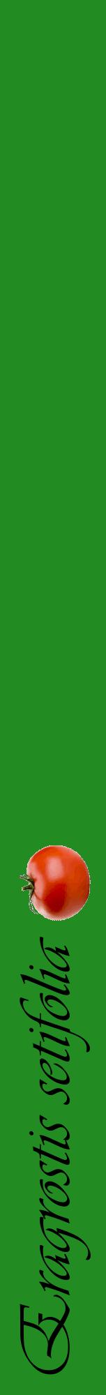 Étiquette de : Eragrostis setifolia - format a - style noire10viv avec comestibilité simplifiée