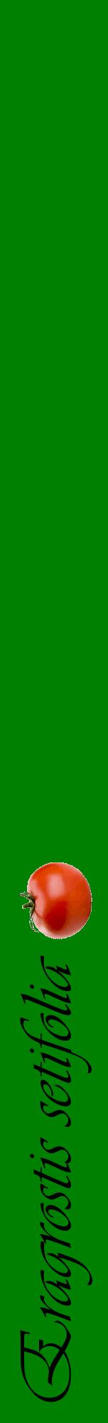 Étiquette de : Eragrostis setifolia - format a - style noire9viv avec comestibilité simplifiée