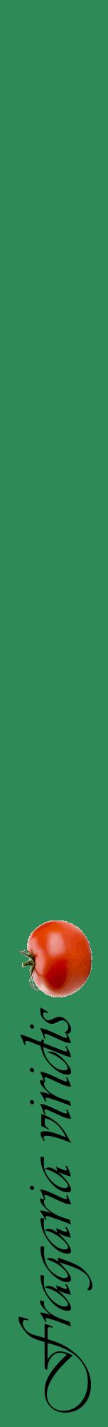 Étiquette de : Fragaria viridis - format a - style noire11viv avec comestibilité simplifiée