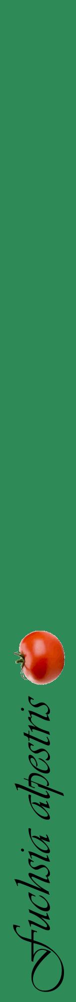 Étiquette de : Fuchsia alpestris - format a - style noire11viv avec comestibilité simplifiée