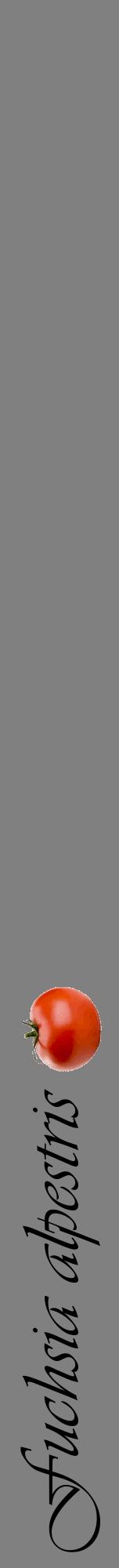 Étiquette de : Fuchsia alpestris - format a - style noire57viv avec comestibilité simplifiée