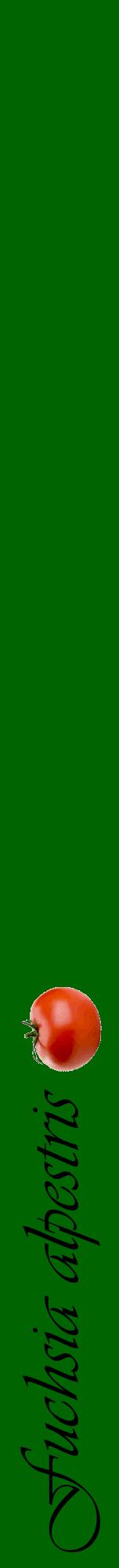 Étiquette de : Fuchsia alpestris - format a - style noire8viv avec comestibilité simplifiée