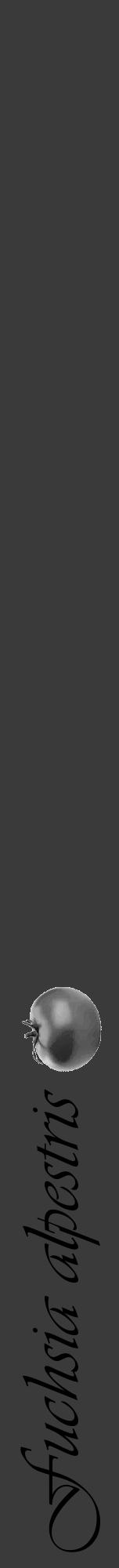 Étiquette de : Fuchsia alpestris - format a - style noire8viv avec comestibilité simplifiée - position verticale