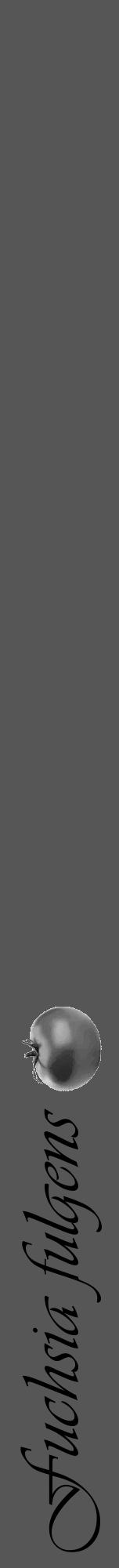 Étiquette de : Fuchsia fulgens - format a - style noire45viv avec comestibilité simplifiée - position verticale
