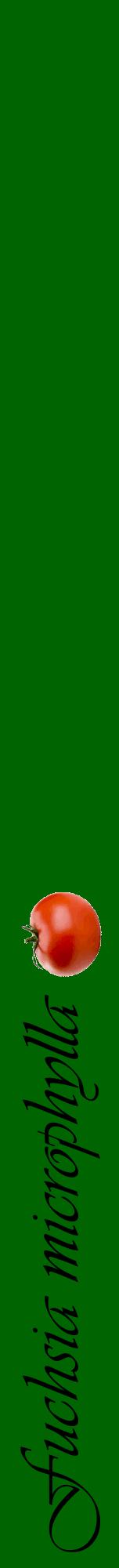 Étiquette de : Fuchsia microphylla - format a - style noire8viv avec comestibilité simplifiée
