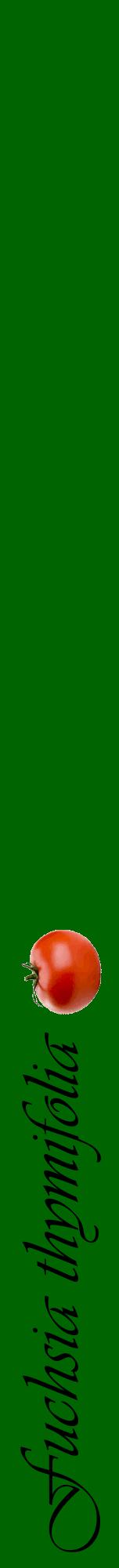 Étiquette de : Fuchsia thymifolia - format a - style noire8viv avec comestibilité simplifiée
