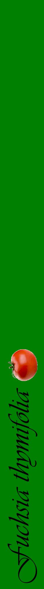 Étiquette de : Fuchsia thymifolia - format a - style noire9viv avec comestibilité simplifiée