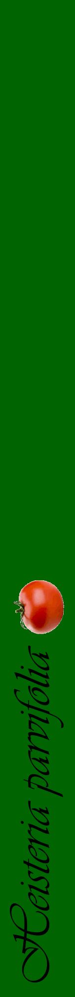 Étiquette de : Heisteria parvifolia - format a - style noire8viv avec comestibilité simplifiée