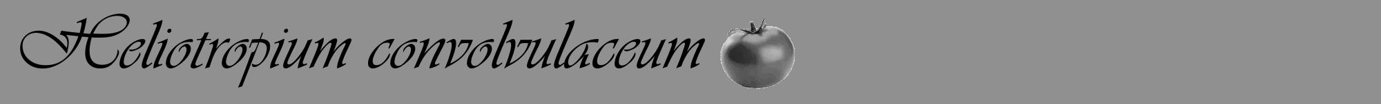 Étiquette de : Heliotropium convolvulaceum - format a - style noire4viv avec comestibilité simplifiée